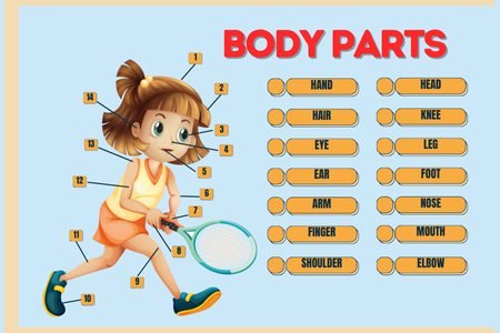 Learn Body parts